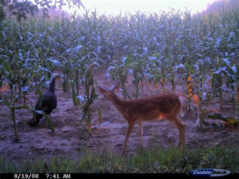 Trail Cam Bloopers Funny And Unusual Trail Cam Photos From Our 2008