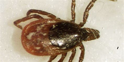 Deer Ticks In Wisconsin And The Diseases They Carry