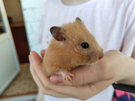 Syrian Hamster In Female Hands Stock Photo Image Of Furry Hamster
