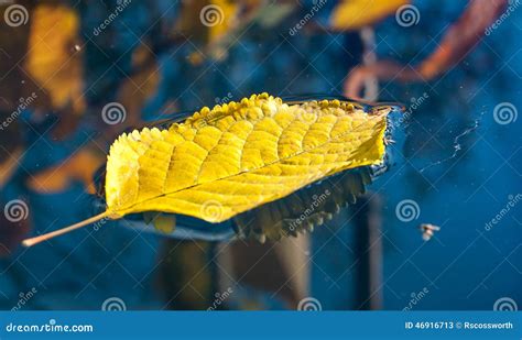 Yellow Leaf Floating In Water Stock Image Image Of Leaf Yellow 46916713