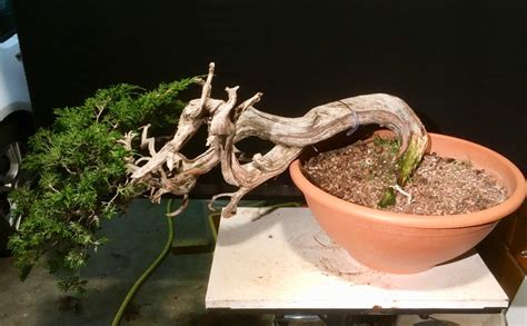 Yamadori Junip Les Chuhin Et Autres Grands Bonsa Parlonsbonsai