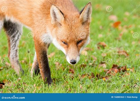 Red Fox Prowling In Autumn Fall Leaves Stock Photos Image 16880363