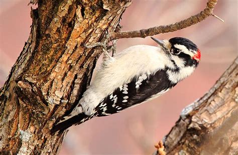 Woodpeckers Of Ohio From Common To Rare