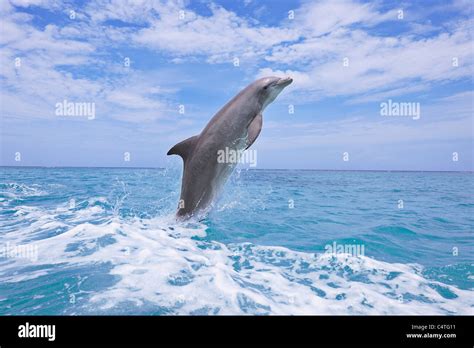 Common Bottlenose Dolphin Jumping Out Of Water Caribbean Sea Roatan