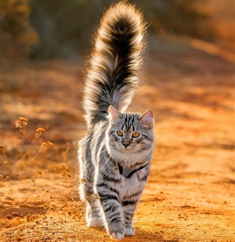 Tail Of This Siberian Cat Rpics