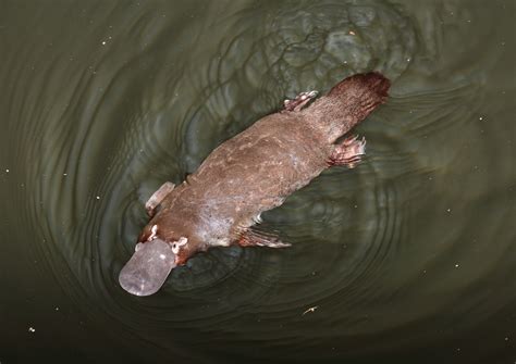 Drought And Fire Are Pushing Australias Platypus To The Brink