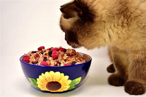 All vomiting is the result of stimulation of the vomiting center in the brain, area postrema, by numerous receptors located in the digestive. Help! My Cat Is Eating Too Fast | Canna-Pet®