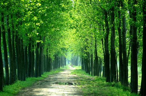 Pathway Between Green Trees At Daytime Hd Wallpaper Wallpaper Flare