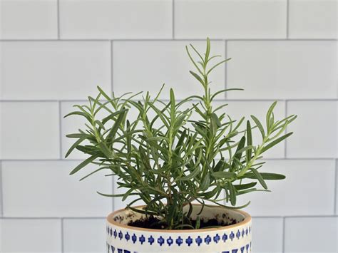 Growing Rosemary Indoors Tips For Care Of Rosemary Plants Inside