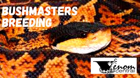 Worlds Largest Venomous Pit Viper Black Headed Bushmaster Snake