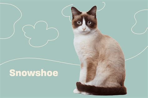 Snowshoe Cat Breed Information And Characteristics Daily Paws