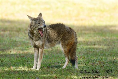 Coyote North American Wildlife Sweet Animals Animals