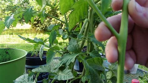 How To Prune A Tomato Plant Youtube
