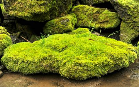 Moss New Awesome Hd Wallpapers 2015 High Quality All
