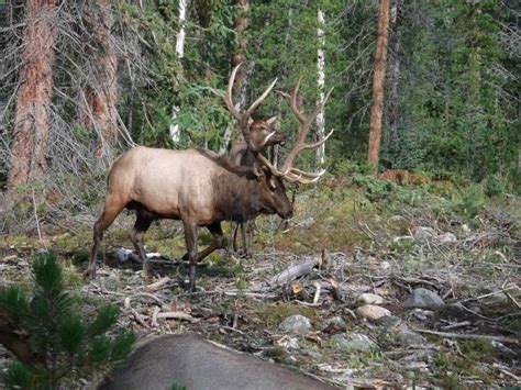 Colorado Bull Elk Huntress Outdoors Woman Pinterest