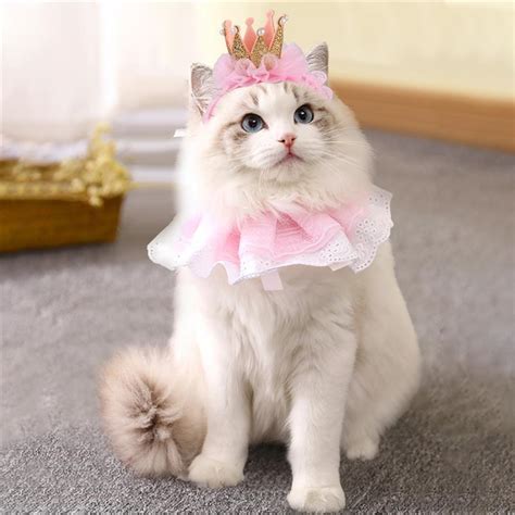 How To Choose Cat Costumes For Your Wedding The Only Guide You Need