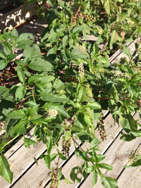 Jul 06, 2017 · pokeweed (botanical name phytolacca americana) is a toxic herbaceous plant that is native to north america. Pokeweed