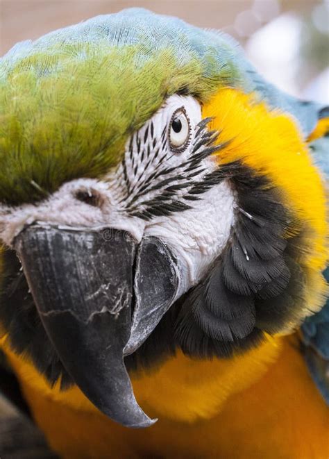 Beak Bird Macaw Parrot Picture Image 100774388