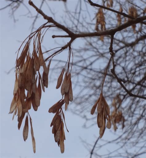 Arizona ash ( fraximus velutina) is an upright, stately tree with a rounded canopy of deep green leaves. Winter Tree Identification
