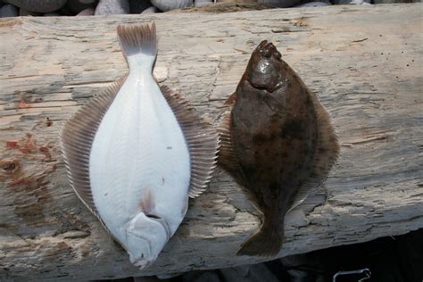 A Flounder Study © Des Colhoun Geograph Britain And Ireland