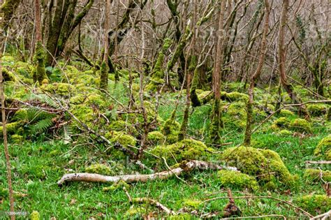 Mystical Woods Natural Green Moss In The Wild Rain Forest Natural