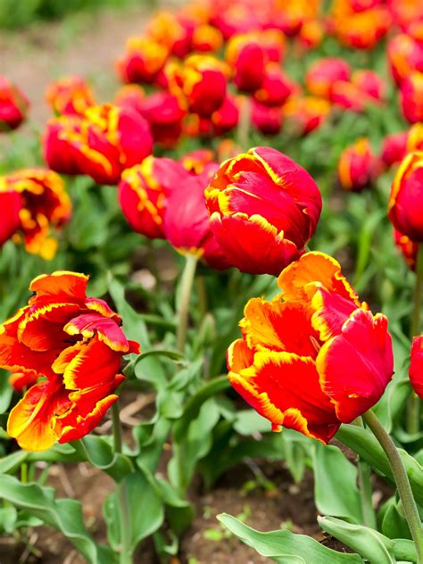 I was wondering the best place to farm for carcass jack. Pin on boston buzz