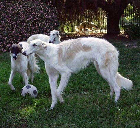 The borzoi is a quiet and intelligent but athletic and independent dog. borzoibot on Twitter | Borzoi dog, Borzoi, Most beautiful dogs