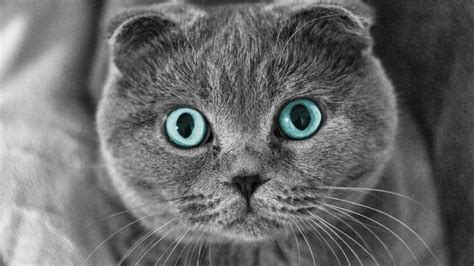 Scottish Fold Cat Blue Eyes Hd Wallpaper Wallpaperfx