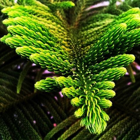 Norfolk Island Pine Care Easy Care Tips Teak And Terracotta