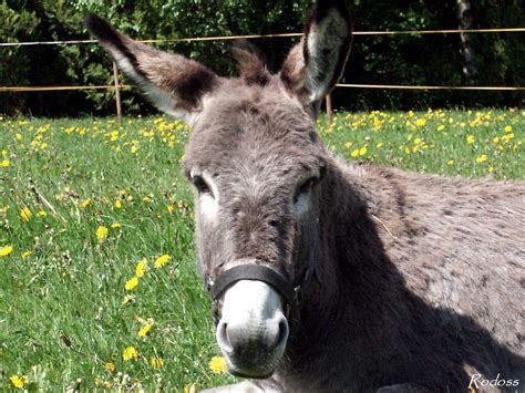 Donkey Wallpapers Pets Cute And Docile