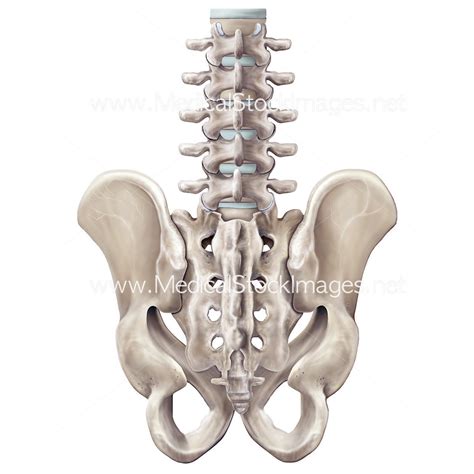 Male Pelvis Posterior View With Lumbar Spine Medical Stock Images Company