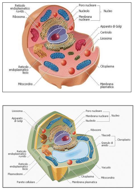 Differenza Cellula Eucariote E Procariote Cureeshan