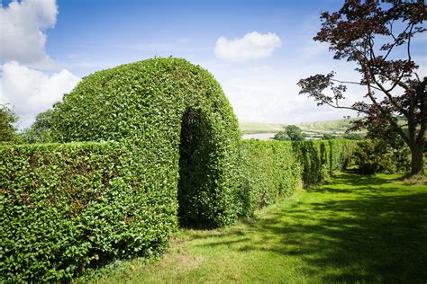 Outdoor Plants Hedges And Shrubs Commonly Known As Privet And Grown