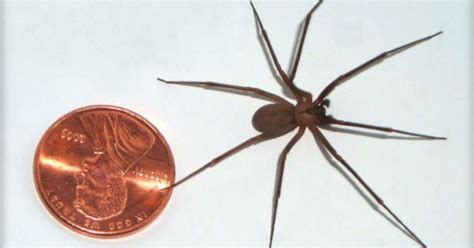 Its Brown Recluse Season But The Spider Might Not Be As Bad As Its