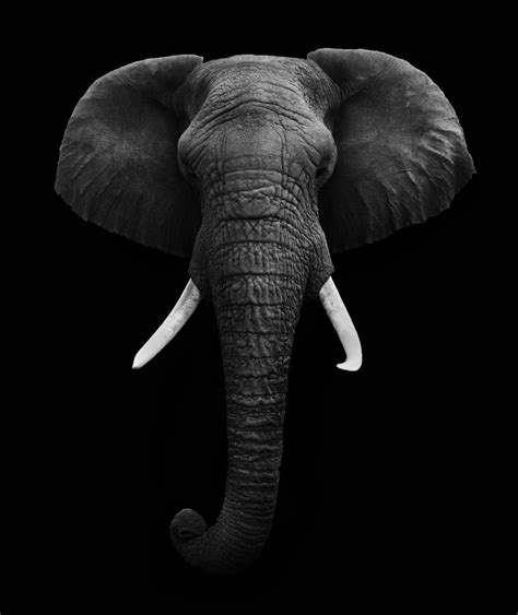 African Elephant Isolated Custom Wallpaper