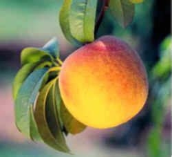 We have been growing high quality plants and trees that you can depend on for over 86 years. Georgia State Fruit: Peach