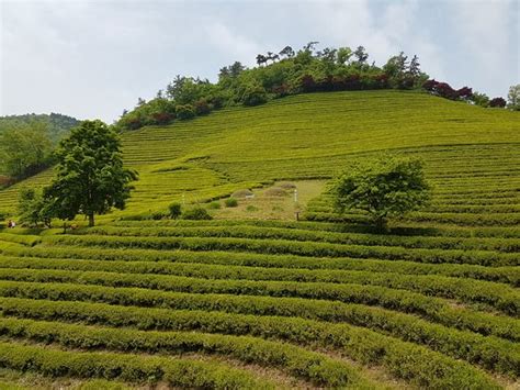 Boseong Green Tea Field Daehan Dawon Boseong Gun 2020 Qué Saber