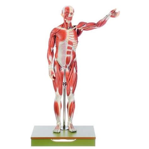 Its primary functions are to: Anatomical Male Muscle Model