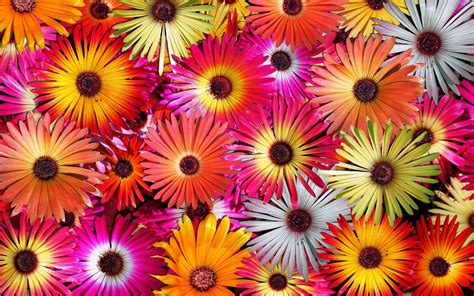 Splendid Flowers Wallpaper 2560x1600 31818