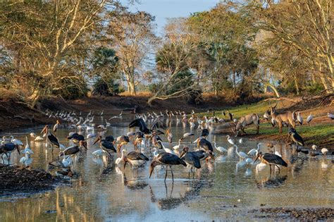 Parque Nacional De Gorongosa Paraíso Natural De Mozambique