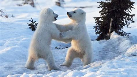 Tiny Polar Bear Cubs Play And Wrestle Video Dawn Productions