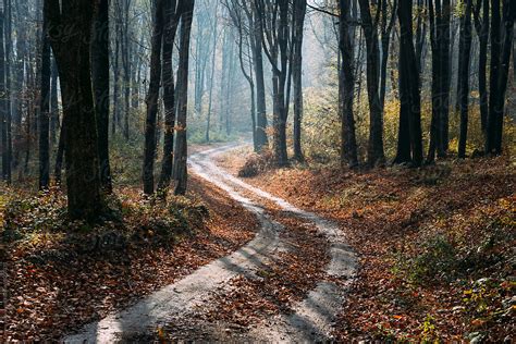 Winding Forest Autumn Road By Stocksy Contributor Cosma Andrei