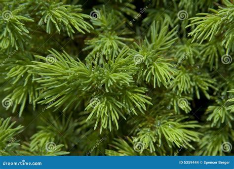 Evergreen Needles Stock Images Image 5359444