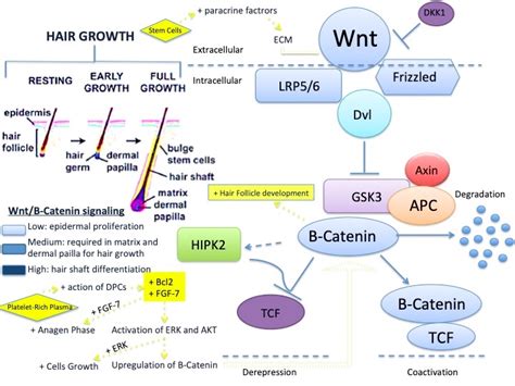 A major role in its occurrence is played by the androgenic hormones. Cells | Free Full-Text | Advances in Regenerative Stem ...