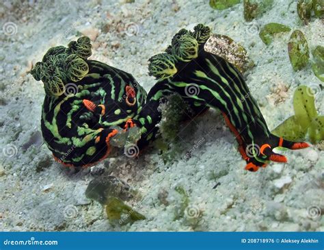 Two Nudibranchs Kubaryana Are Crawling On The Coral Sand Philippines