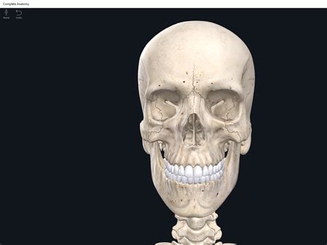Bones Skull Anatomy Physiology
