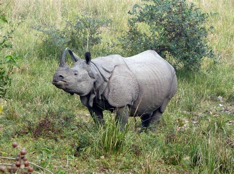 Greater One Horned Rhino International Rhino Foundation