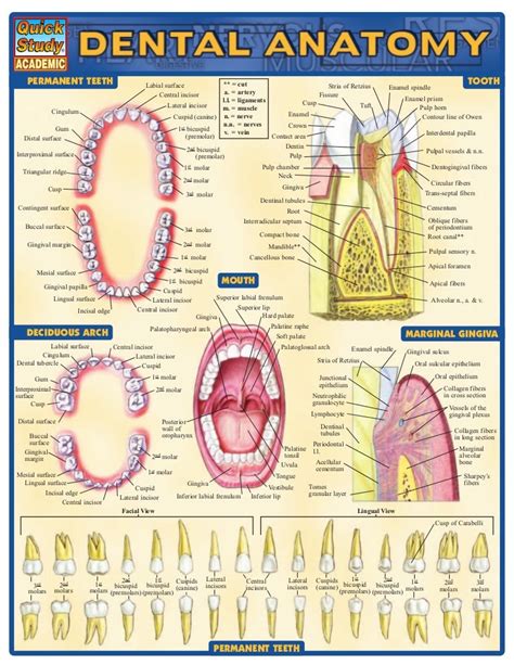Dental Anatomy Brain Anatomy Medical Anatomy Anatomy