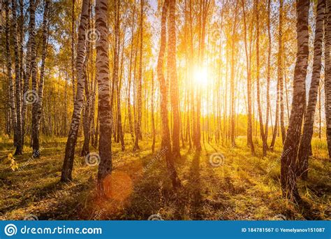 Birch Forest In A Sunny Golden Autumn Day Stock Image Image Of Beauty