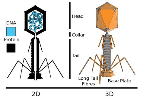 Enterobacteria phage λ (lambda phage, coliphage λ) is a bacterial virus, or bacteriophage, that infects the bacterial species escherichia coli. Difference Between Retrovirus and Bacteriophage ...